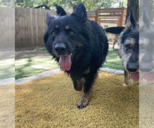 German Shepherd Dog Dogs for adoption in Leavenworth, KS, USA