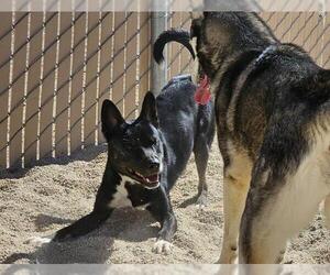 Border Collie-Unknown Mix Dogs for adoption in South Lake Tahoe, CA, USA