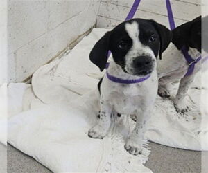 American Pit Bull Terrier-Unknown Mix Dogs for adoption in San Bernardino, CA, USA