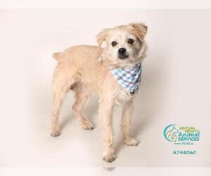 Maltese Dogs for adoption in Camarillo, CA, USA