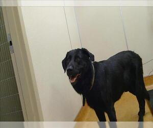 Labrador Retriever Dogs for adoption in Sacramento, CA, USA