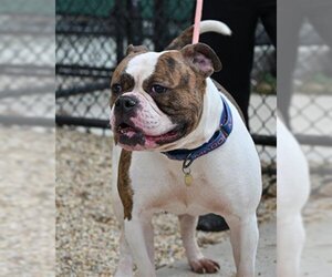 American Bulldog Dogs for adoption in Derwood, MD, USA
