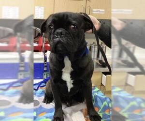 Pug-Unknown Mix Dogs for adoption in Riverside, CA, USA