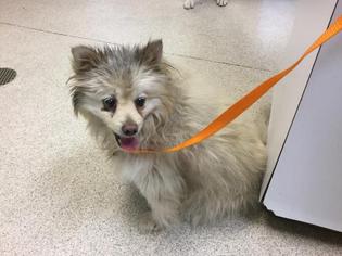 Pomeranian Dogs for adoption in Riverside, CA, USA