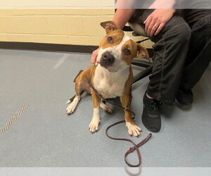 American Pit Bull Terrier Dogs for adoption in Denver, CO, USA