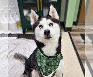 Siberian Husky Dogs for adoption in Fargo, ND, USA