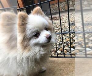 Pomeranian Dogs for adoption in Sacramento, CA, USA