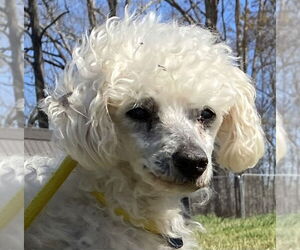 Poodle (Miniature)-Unknown Mix Dogs for adoption in Pacolet, SC, USA
