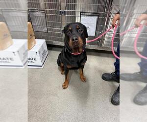 Rottweiler Dogs for adoption in Forestville, MD, USA