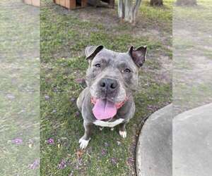American Pit Bull Terrier-Unknown Mix Dogs for adoption in Rowlett, TX, USA