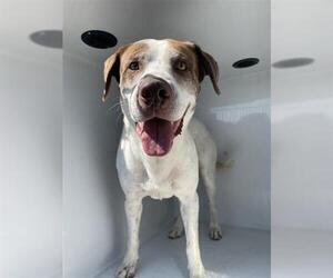 Lab-Pointer Dogs for adoption in Houston, TX, USA