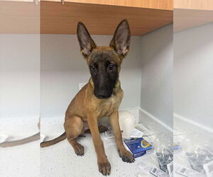 Mutt Dogs for adoption in Imlay City, MI, USA