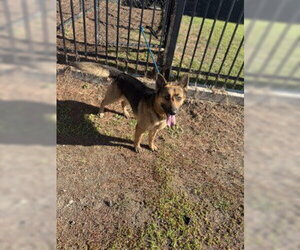 German Shepherd Dog Dogs for adoption in Stockton, CA, USA