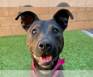 Mutt Dogs for adoption in Moreno Valley, CA, USA