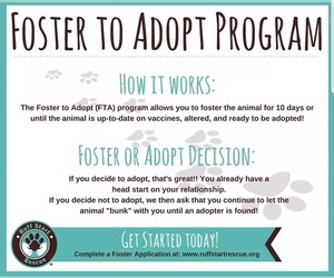 Affenhuahua Dogs for adoption in Princeton, MN, USA