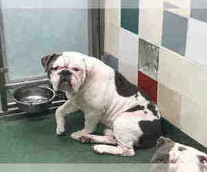 Bulldog Dogs for adoption in Plano, TX, USA