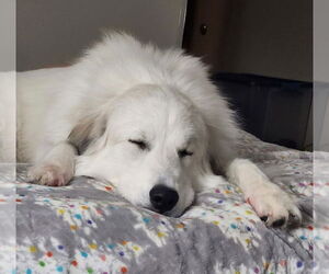 Great Pyrenees Dogs for adoption in Missoula, MT, USA