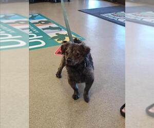 Mutt Dogs for adoption in Upland, CA, USA