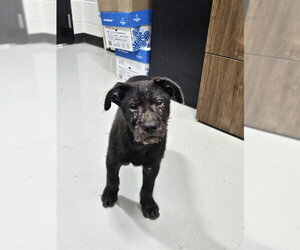 Chinese Shar-Pei-Unknown Mix Dogs for adoption in Temple, TX, USA