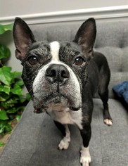 Boston Terrier Dogs for adoption in Arlington, VA, USA