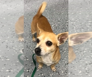 Chihuahua Dogs for adoption in Rolla, MO, USA