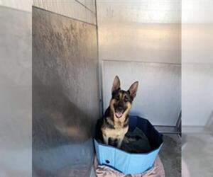 German Shepherd Dog Dogs for adoption in Downey, CA, USA