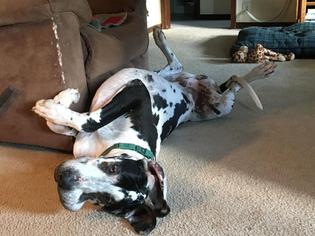 Great Dane Dogs for adoption in Belleuve, NE, USA
