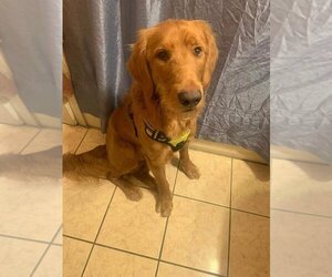 Golden Retriever Dogs for adoption in Hewitt, NJ, USA