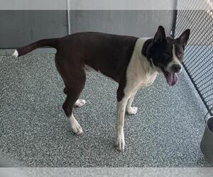 American Pit Bull Terrier-Siberian Husky Mix Dogs for adoption in Salisbury, NC, USA