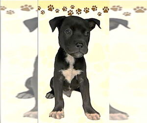 German Shepherd Dog-Unknown Mix Dogs for adoption in Pasadena, CA, USA