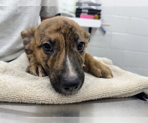 Mutt Dogs for adoption in Peoria, IL, USA