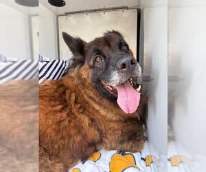 German Shepherd Dog-Unknown Mix Dogs for adoption in Sanford, FL, USA