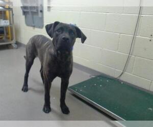 Mastiff-Unknown Mix Dogs for adoption in Denver, CO, USA