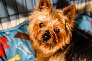 Mutt Dogs for adoption in Bealeton, VA, USA