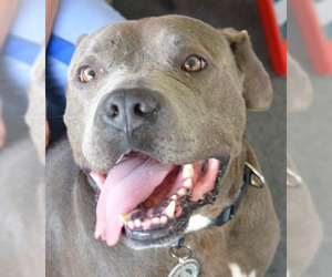 American Staffordshire Terrier Dogs for adoption in Lake Forest, CA, USA