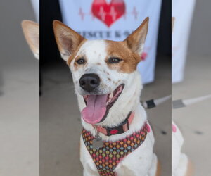 Siberian Husky-Unknown Mix Dogs for adoption in Overland Park, KS, USA