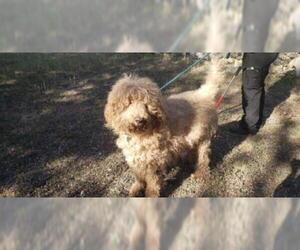 Poodle (Standard)-Unknown Mix Dogs for adoption in San Antonio, TX, USA