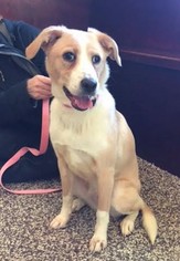 Sheprador Dogs for adoption in Roxboro, NC, USA