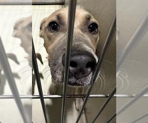 American Pit Bull Terrier Dogs for adoption in Bakersfield, CA, USA