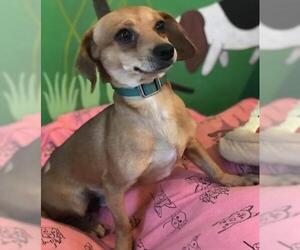 Chiweenie Dogs for adoption in Grovertown, IN, USA