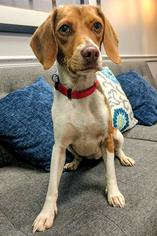 Medium Photo #1 Beagle Puppy For Sale in Arlington, VA, USA