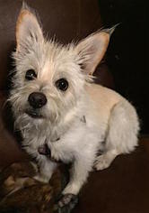Small Cairn Terrier Mix