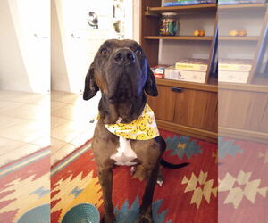 Labrador Retriever-Unknown Mix Dogs for adoption in  Gainesville, FL, USA