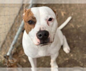 Mutt Dogs for adoption in Tulsa, OK, USA