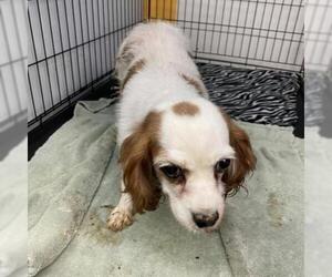 Cavalier King Charles Spaniel Dogs for adoption in Madison, WI, USA