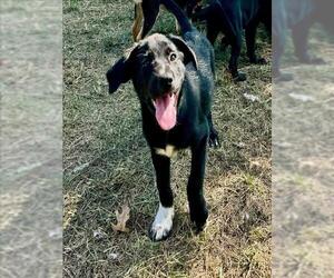Black and Tan Coonhound-Unknown Mix Dogs for adoption in Conroe, TX, USA