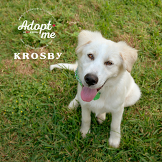 Golden Pyrenees Dogs for adoption in Pearland, TX, USA