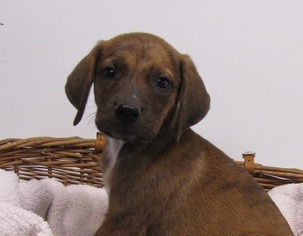 Medium Photo #1 Labrador Retriever-Redbone Coonhound Mix Puppy For Sale in Mountain Home, AR, USA