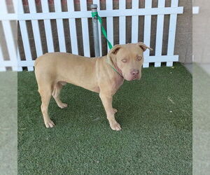 American Pit Bull Terrier Dogs for adoption in Modesto, CA, USA