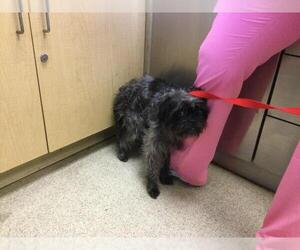 Mutt Dogs for adoption in Riverside, CA, USA